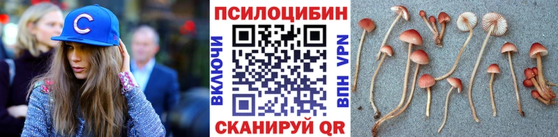 Купить закладки  Ладушкин  Галлюциногенные грибы Psilocybe 
